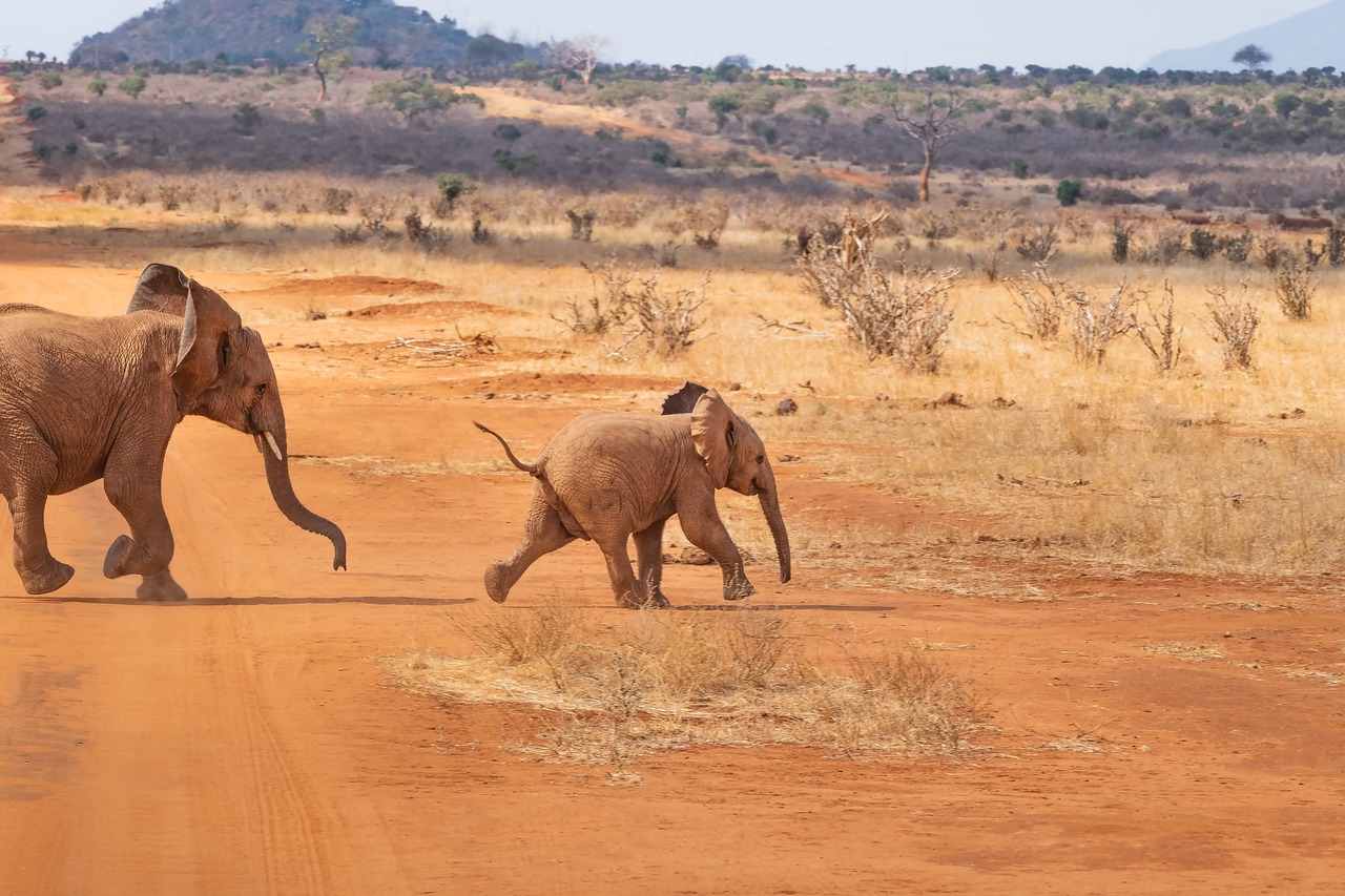 safari, elephant, landscape-4043090.jpg