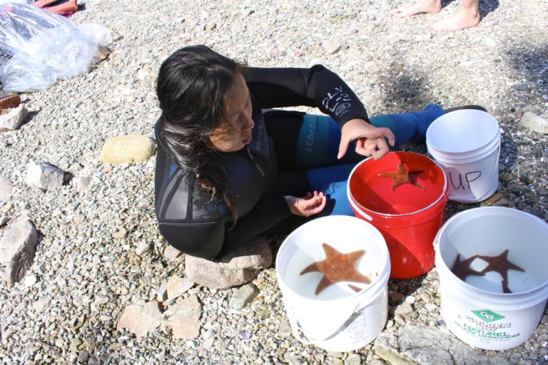 Woman on a beach by buckets of water that contain various starfish