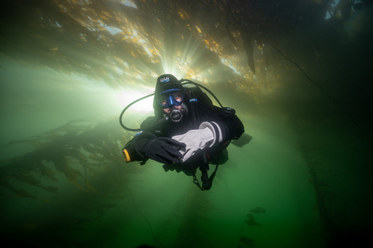 Woman underwater, diving in a kelp forest with scuba gear on.