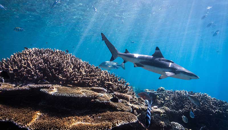 Credit: Tom Vierus / Ocean Image Bank