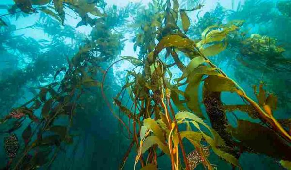 Chilean patagonia_11zon Chilean patagonia_11zon