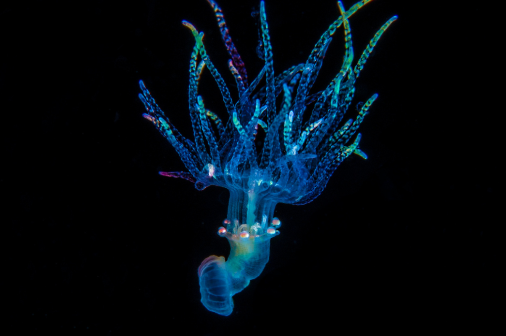 Deep Ocean