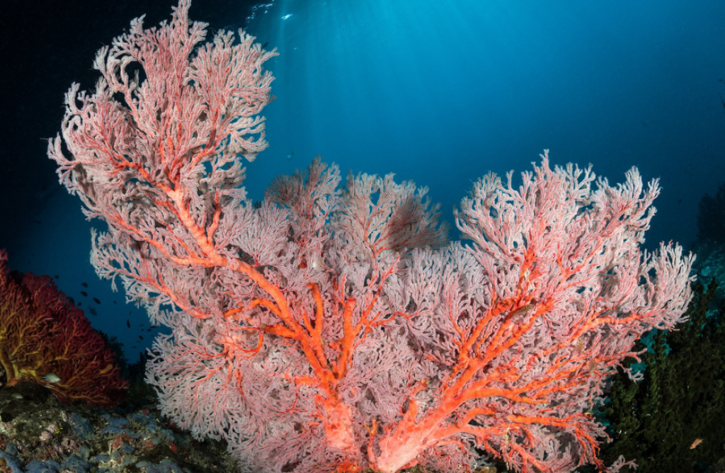 Ocean Network