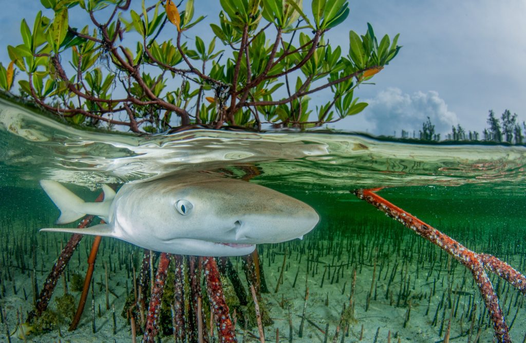 OceanImageBank_AnitaKainrath_MangrovePhotographyAwards_01