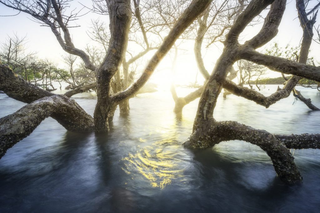 C’est les pieds dans l’eau que j’ai photographié cette mongrove quand le soleil etait tout proche de l’horizon.